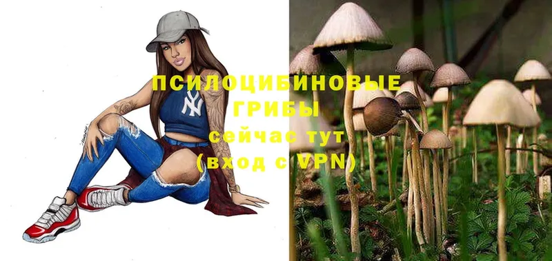 Галлюциногенные грибы Magic Shrooms  Плавск 